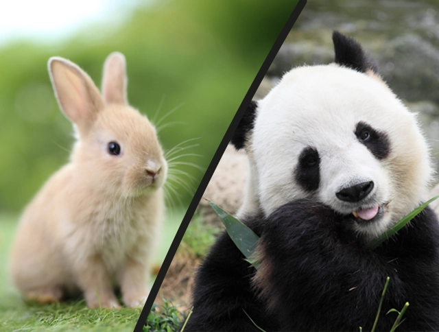 Ein Kaninchen und ein Panda